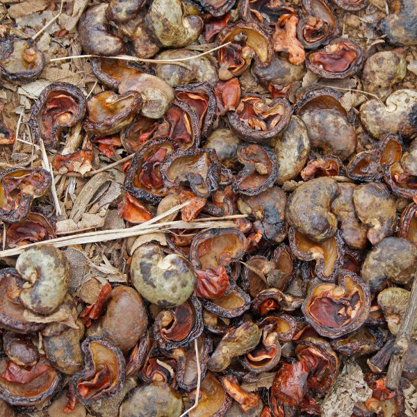 VỎ HẠT ĐIỀU